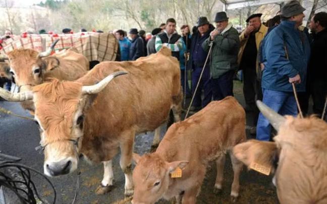 Feria de ganado de Abadiño. NTM Feria de ganado de Abadiño. NTM