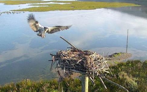 Una imagen de Landa, captada por las cámaras de Urdaibai Bird Center. Una imagen de Landa, captada por las cámaras de Urdaibai Bird Center.